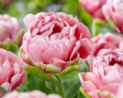 Tulip 'Wedding Gift' -Beauty Flowers Shop tulip wedding gift 19