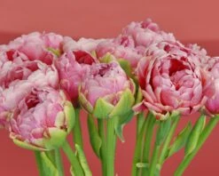 Tulip 'Wedding Gift' -Beauty Flowers Shop tulip wedding gift 2