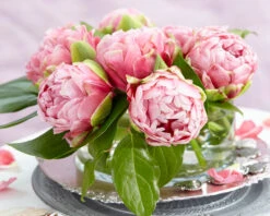 Tulip 'Wedding Gift' -Beauty Flowers Shop tulip wedding gift 21