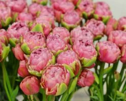 Tulip 'Wedding Gift' -Beauty Flowers Shop tulip wedding gift 3