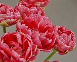 Tulip 'Wedding Gift' -Beauty Flowers Shop tulip wedding gift 4