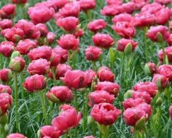 Tulip 'Wedding Gift' -Beauty Flowers Shop tulip wedding gift 5