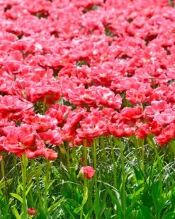 Tulip 'Wedding Gift' -Beauty Flowers Shop tulip wedding gift 6