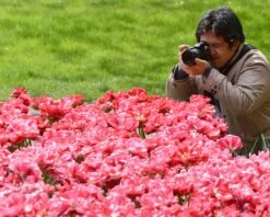 Tulip 'Wedding Gift' -Beauty Flowers Shop tulip wedding gift 7