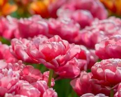 Tulip 'Wedding Gift' -Beauty Flowers Shop tulip wedding gift 9