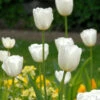 Tulip 'White Dream' 1 Tulip 'White Dream' -Beauty Flowers Shop tulip white dream 0