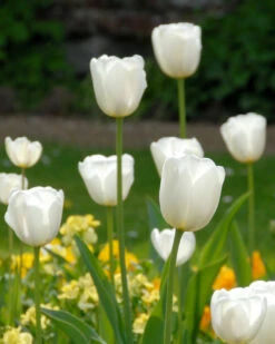 Featured Products 9 Tulip 'White Dream'