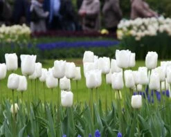 Tulip 'White Dream' 16 Tulip 'White Dream' -Beauty Flowers Shop tulip white dream 11