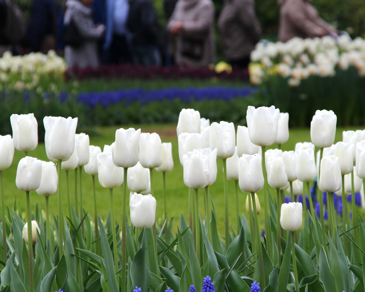 Tulip 'White Dream' 9 Tulip 'White Dream' - Image 7