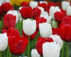 Tulip 'White Dream' 13 Tulip 'White Dream' -Beauty Flowers Shop tulip white dream 2