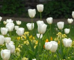 Tulip 'White Dream' 17 Tulip 'White Dream' -Beauty Flowers Shop tulip white dream 3