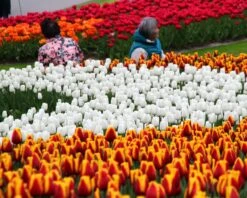 Tulip 'White Dream' 15 Tulip 'White Dream' -Beauty Flowers Shop tulip white dream 8