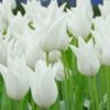 Tulip 'White Elegance' 2 Tulip 'White Elegance' -Beauty Flowers Shop tulip white elegance 1