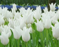 Tulip 'White Elegance' -Beauty Flowers Shop tulip white elegance 2