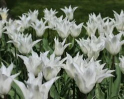 Tulip 'White Elegance' -Beauty Flowers Shop tulip white elegance 4