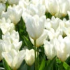 Tulip 'White Emperor' -Beauty Flowers Shop tulip white emperor 00