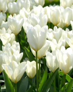 Tulip 'White Emperor'