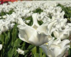 Tulip 'White Liberstar' 14 Tulip 'White Liberstar' -Beauty Flowers Shop tulip white liberstar 1