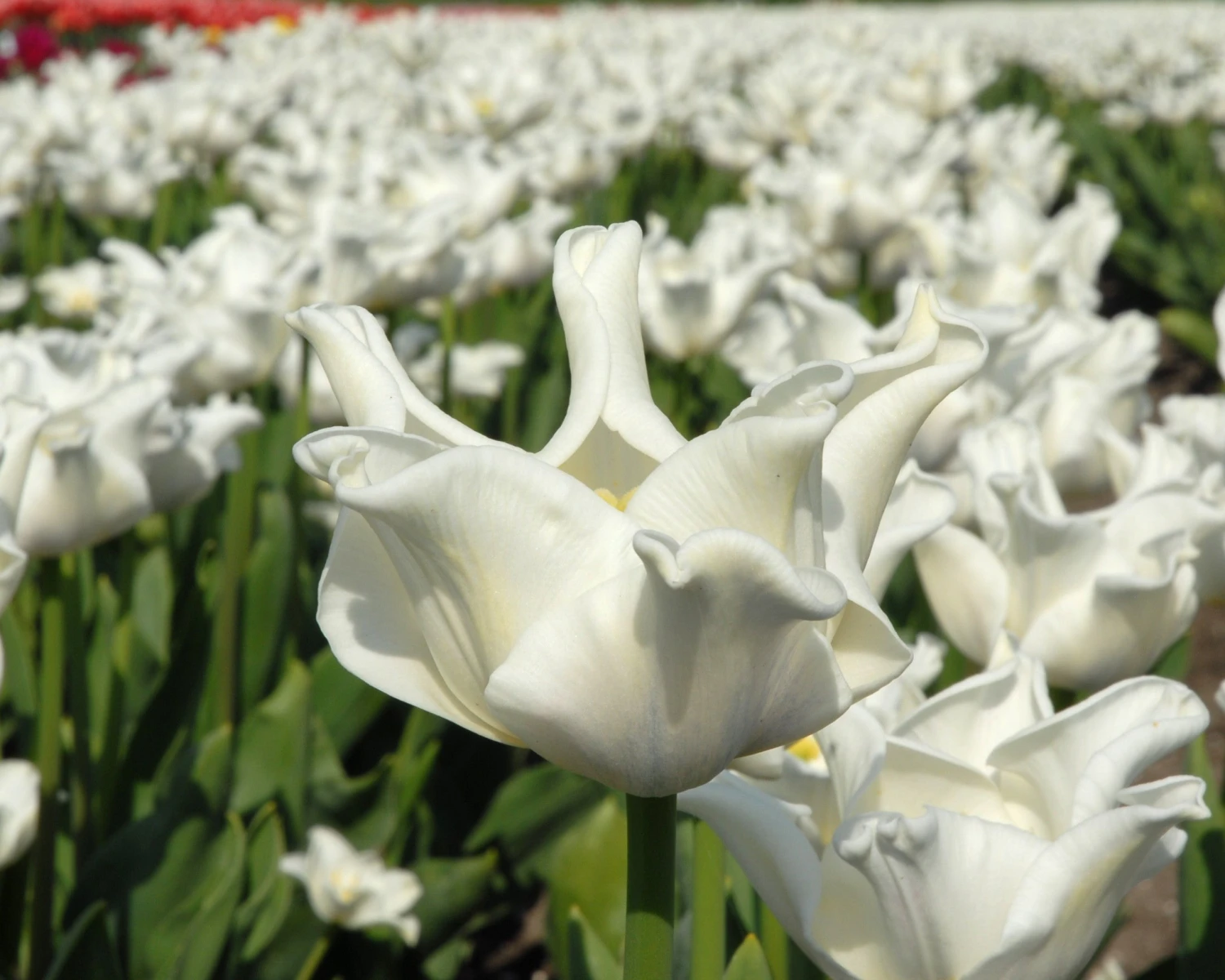 Tulip 'White Liberstar' 6 Tulip 'White Liberstar' - Image 4
