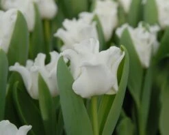 Tulip 'White Liberstar' 16 Tulip 'White Liberstar' -Beauty Flowers Shop tulip white liberstar 2