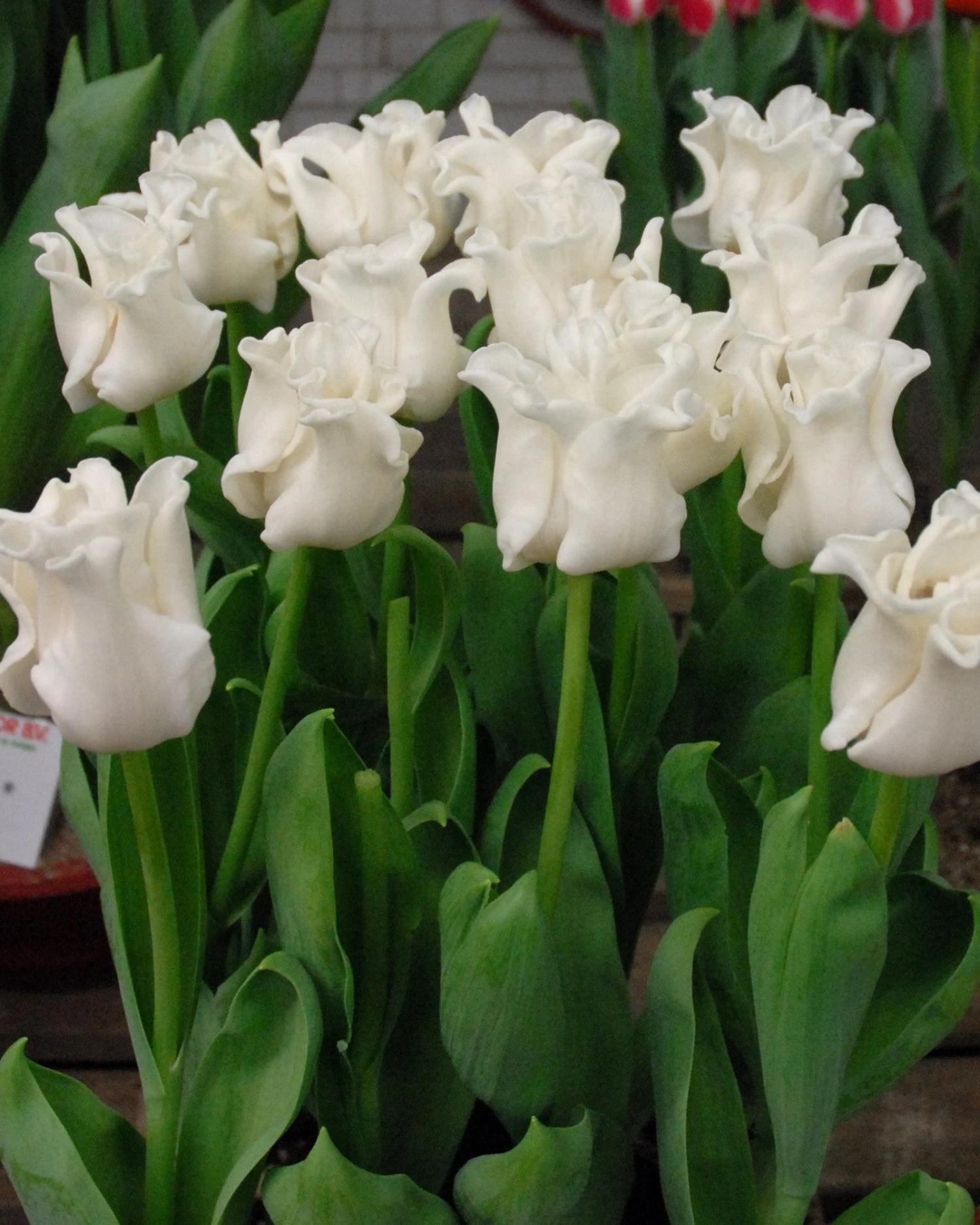 Tulip 'White Liberstar' 9 Tulip 'White Liberstar' - Image 7