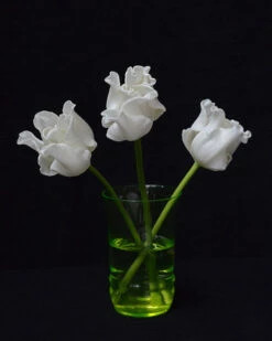 Tulip 'White Liberstar' 18 Tulip 'White Liberstar' -Beauty Flowers Shop tulip white liberstar 5