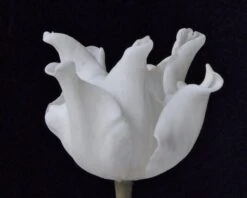 Tulip 'White Liberstar' 19 Tulip 'White Liberstar' -Beauty Flowers Shop tulip white liberstar 6