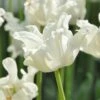 Tulip 'White Liberstar' 1 Tulip 'White Liberstar' -Beauty Flowers Shop tulip white liberstar 7