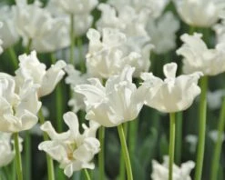 Tulip 'White Liberstar' 15 Tulip 'White Liberstar' -Beauty Flowers Shop tulip white liberstar 8