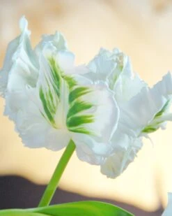 Featured Products 7 Tulip 'White Parrot'