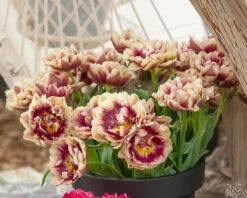 Tulip 'Wyndham' 10 Tulip 'Wyndham' -Beauty Flowers Shop tulip wyndham 1