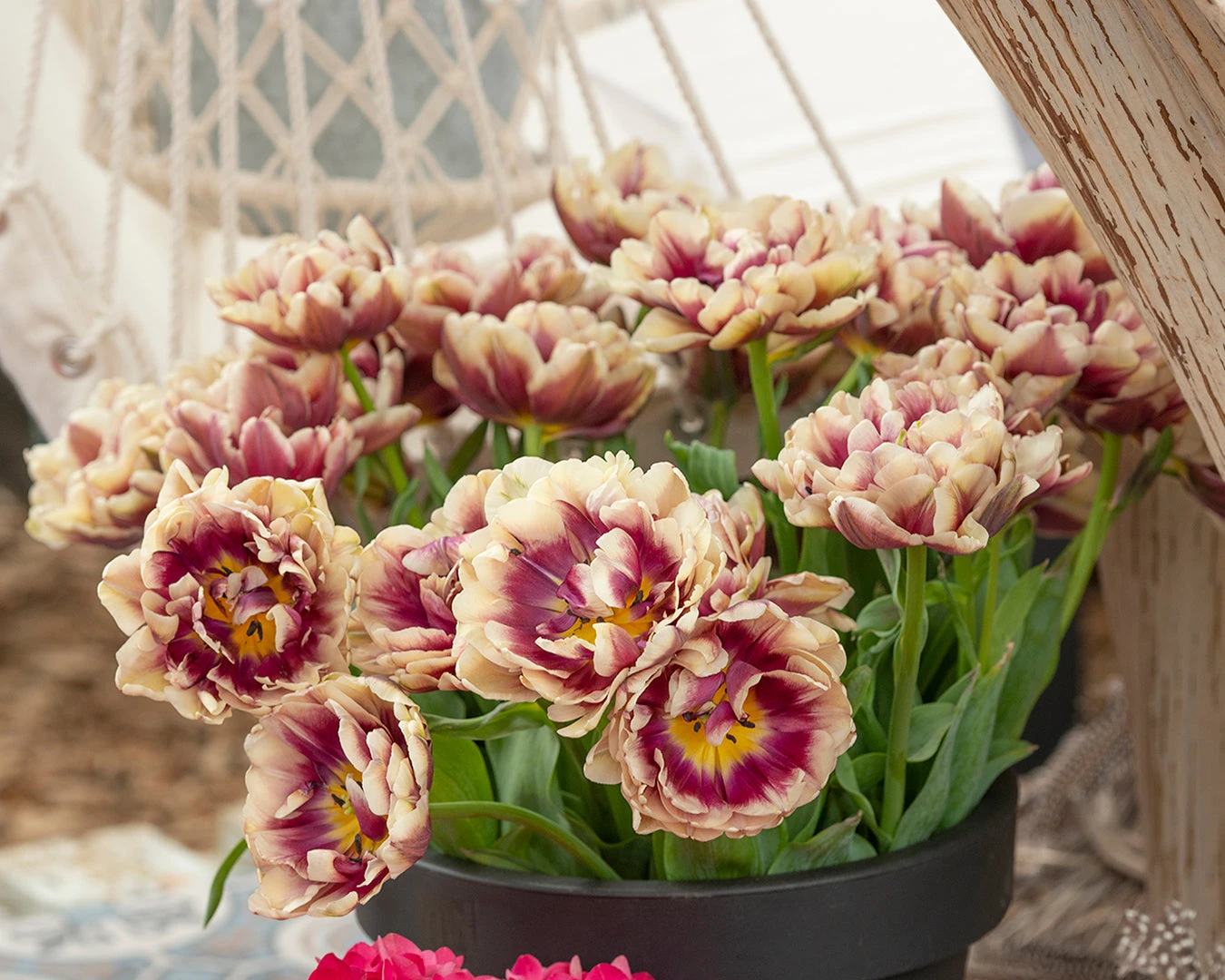 Tulip 'Wyndham' 4 Tulip 'Wyndham' - Image 2