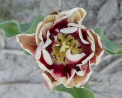 Tulip 'Wyndham' 15 Tulip 'Wyndham' -Beauty Flowers Shop tulip wyndham 6