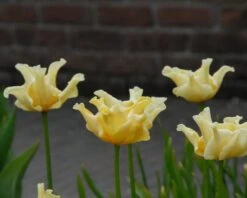 Tulip 'Yellow Crown' 15 Tulip 'Yellow Crown' -Beauty Flowers Shop tulip yellow crown 3