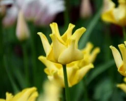 Tulip 'Yellow Crown' 17 Tulip 'Yellow Crown' -Beauty Flowers Shop tulip yellow crown 5