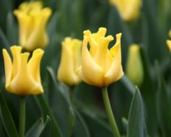 Tulip 'Yellow Crown' 14 Tulip 'Yellow Crown' -Beauty Flowers Shop tulip yellow crown 6