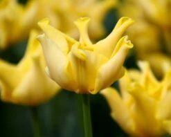 Tulip 'Yellow Crown' 12 Tulip 'Yellow Crown' -Beauty Flowers Shop tulip yellow crown 6 a0d485f8 7073 4266 8b3c f6ade9560ae4
