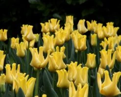 Tulip 'Yellow Crown' 13 Tulip 'Yellow Crown' -Beauty Flowers Shop tulip yellow crown 7