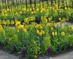 Tulip 'Yellow Emperor' 14 Tulip 'Yellow Emperor' -Beauty Flowers Shop tulip yellow purissima 1