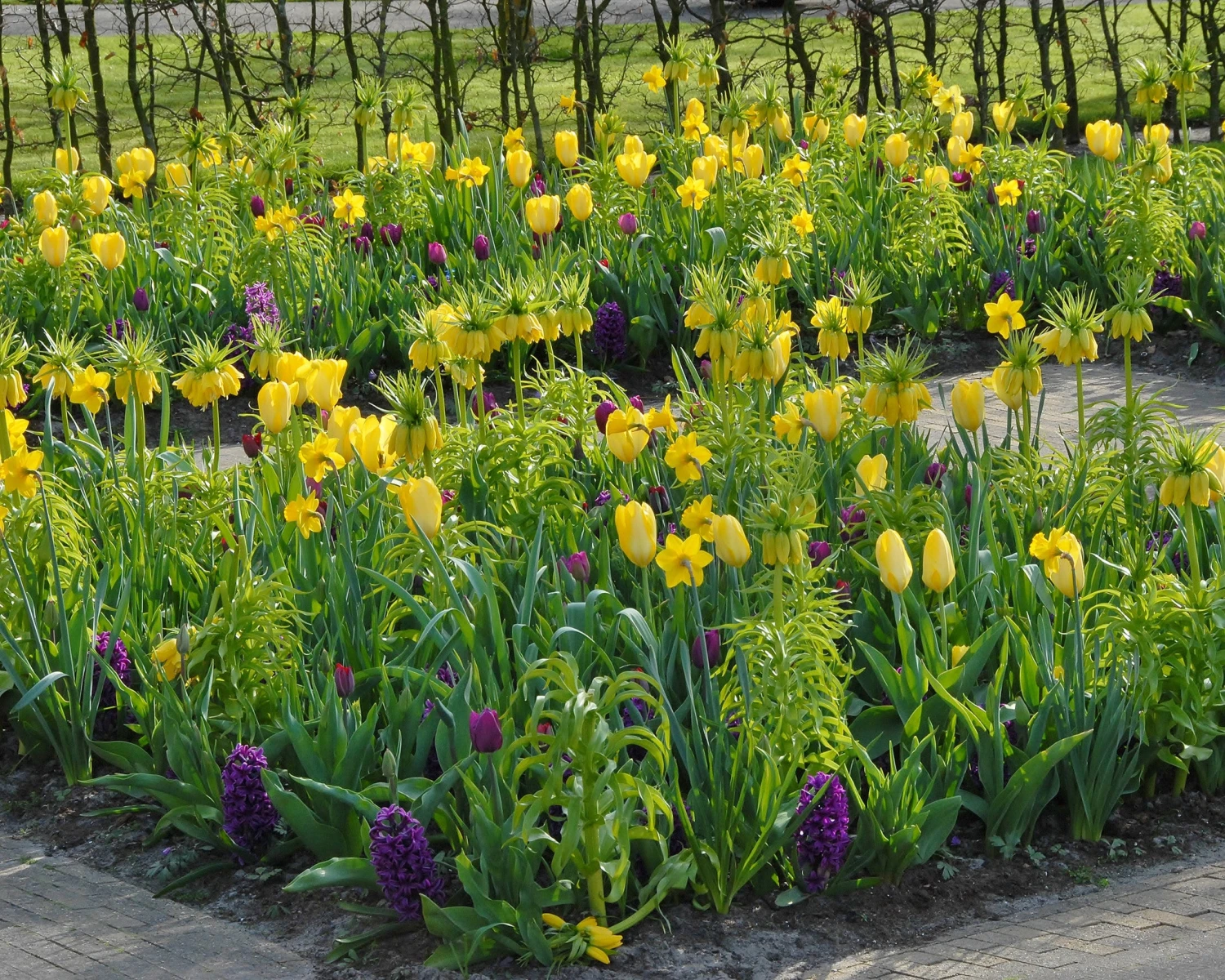 Tulip 'Yellow Emperor' 8 Tulip 'Yellow Emperor' - Image 6