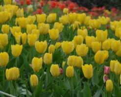 Tulip 'Yellow Emperor' 11 Tulip 'Yellow Emperor' -Beauty Flowers Shop tulip yellow purissima 2