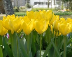 Tulip 'Yellow Emperor' 12 Tulip 'Yellow Emperor' -Beauty Flowers Shop tulip yellow purissima 4