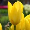 Tulip 'Yellow Emperor' 1 Tulip 'Yellow Emperor' -Beauty Flowers Shop tulip yellow purissima 4 06ea9d7b cb6d 4e6b 8828 a495bce4f410