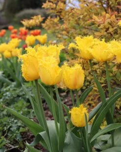 Tulip 'Yellow Valery' 16 Tulip 'Yellow Valery' -Beauty Flowers Shop tulip yellow valery 00