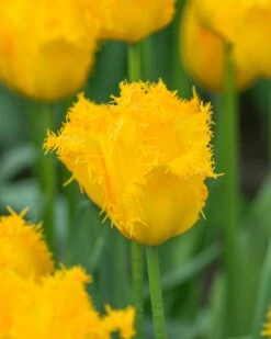 Tulip 'Yellow Valery' 17 Tulip 'Yellow Valery' -Beauty Flowers Shop tulip yellow vallery 1