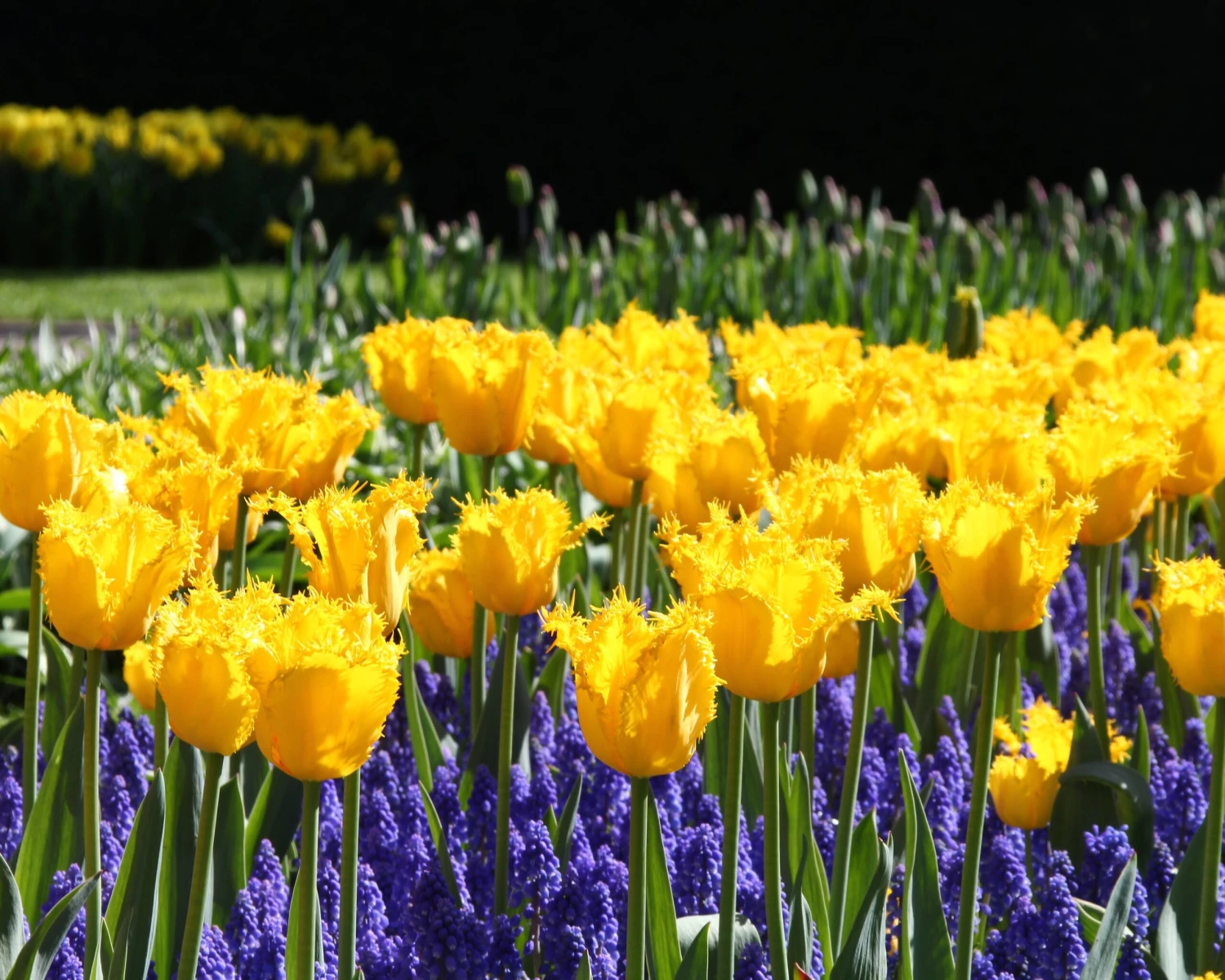 Tulip 'Yellow Valery' 4 Tulip 'Yellow Valery' - Image 2