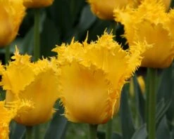 Tulip 'Yellow Valery' 13 Tulip 'Yellow Valery' -Beauty Flowers Shop tulip yellow vallery 8