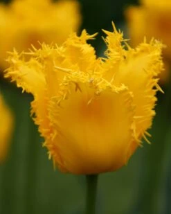 Tulip 'Yellow Valery' 12 Tulip 'Yellow Valery' -Beauty Flowers Shop tulip yellow vallery 9