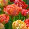 Tulip 'Gudoshnik Double' 1 Tulip 'Gudoshnik Double' -Beauty Flowers Shop tulipa gudoshnik double 8