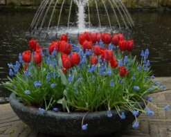 Tulip 'Couleur Cardinal' 16 Tulip 'Couleur Cardinal' -Beauty Flowers Shop tullip couleur cardinal 3
